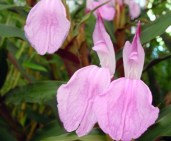 Roscoea purpurea Brown Peacock